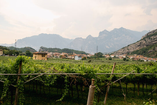 Vineyards and alpine village landscape in Trentino, Italy