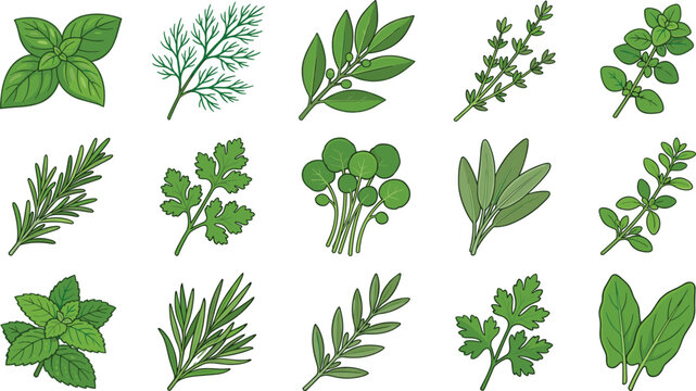 Fresh culinary herbs vector illustration set with assorted green cooking leaves basil parsley rosemary mint cilantro dill thyme isolated on white background