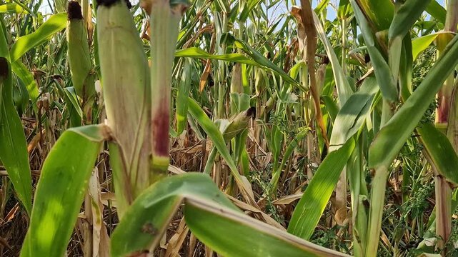 Professional cultivation of corn on a farm field. Corn stalks with green cobs and brown cobs. Ecologically clean corn in the field close-up. Organic farming and natural food, growing crops