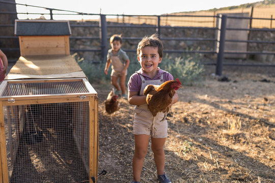 Two little brothers catching a hen near chicken coop