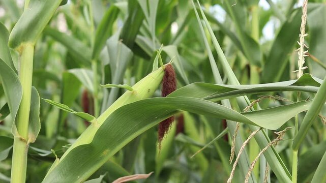 Young corn cob on a stalk in the field. Green leaves of the plant close-up on a sunny day. Concept of agriculture, growing crops and harvesting. Fresh corn ripening on a farm under the open sky