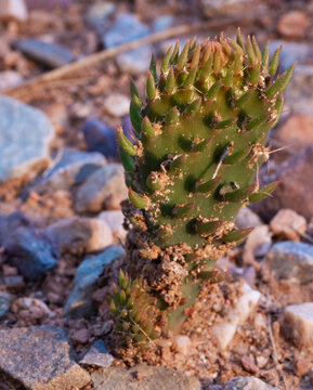 Prickly pear cactus that is very young and tiny