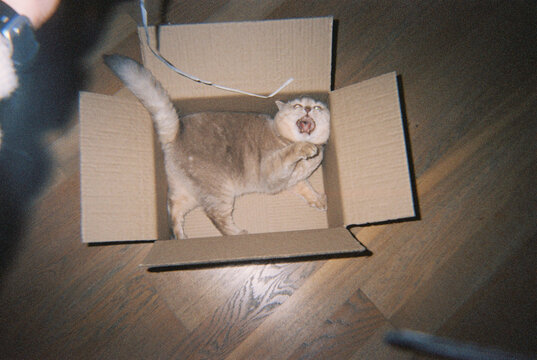 Cat Playing in Cardboard Box on Wooden Floor, Film Photography