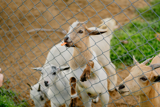 Cute curious goat group curious domestic animal farm livestock mammal portrait animal standing behind wire fence looking happy