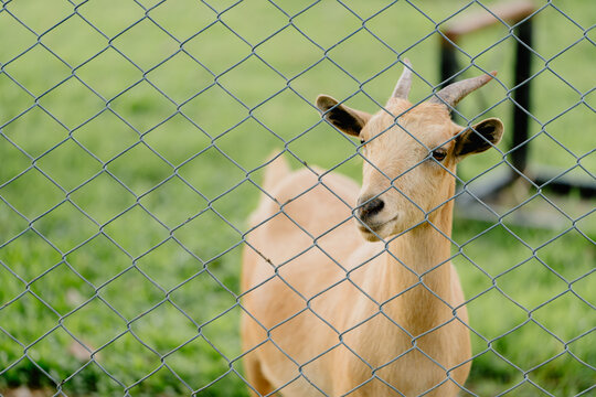 Curious goat behind wire fence looking at camera with peaceful expression in green field