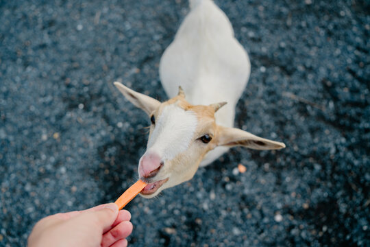 Happy goat eats fresh carrot from hand in joyful farm interaction, showing curious animal feeding at rural countryside site