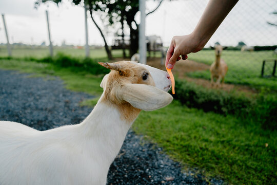 Person feeding goat happy animal interaction farm nature closeup joyful care friendly domestic