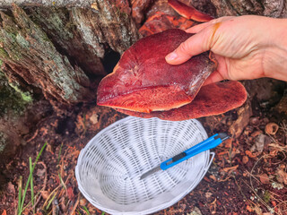 Mushroom hunter cutting a beefsteak fungus (Fistulina hepatica) on a tree trunk in the forest. © Mariia135