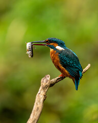 Obraz premium Common kingfisher (Alcedo atthis)