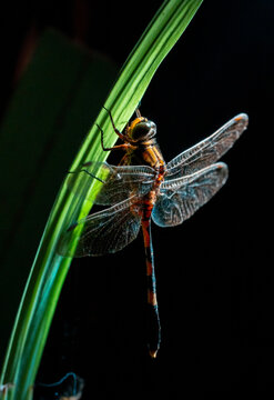 BIO DRONE