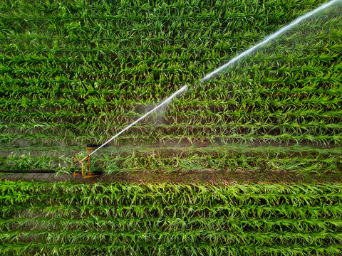Watering Rice Fields in the Countryside During Sunny Hours
