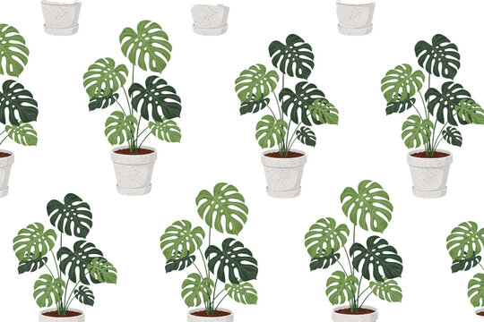 Seamless pattern featuring potted monstera deliciosa plants with large green split leaves in white ceramic pots isolated on a transparent background