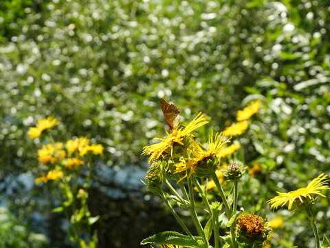 Butterfly, Silver-Washed Fritillary, Argynnis paphia, on Yellow Inula amid Summer Vegetation
