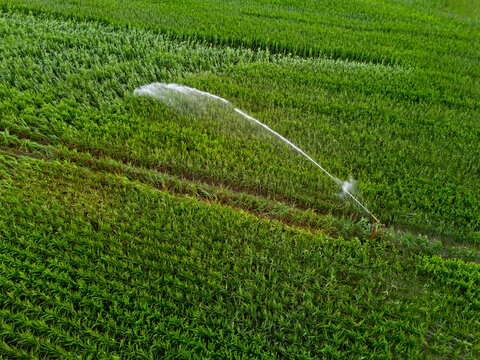 Irrigation System in Action on a Green Crop Field