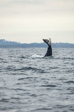 Humpback whale tail above water in Australia