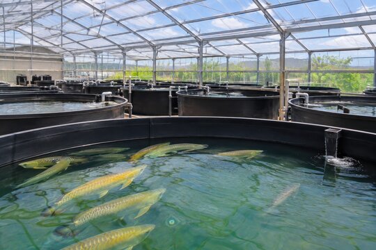 Modern fish farming facility showcasing healthy yellowtail kingfish swimming in circular black tanks under transparent greenhouse roof, sustainable aquaculture setup