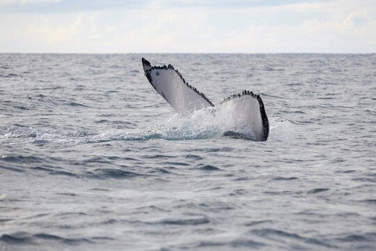 Humpback whale tail above water in Australia