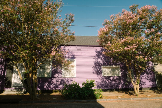 Purple House and Crepe Myrtle Trees New Orleans