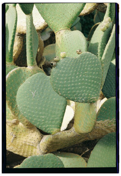 Prickly Pear Cactus Closeup