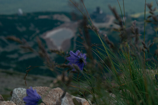 harebell campanula purple flower blooming wild grass rocky mountain slope blurred peak background alpine meadow slovakia landscape concept of nature, ecology, travel
