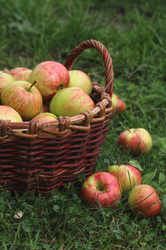 Basket of fresh red and green apples on grass in a sunny orchard, representing fruit harvest, gardening, and rural agriculture.