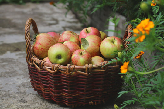 Wicker basket filled with fresh red and green apples surrounded by blooming orange marigolds in a garden, symbolizing seasonal harvest, gardening, agriculture, natural abundance