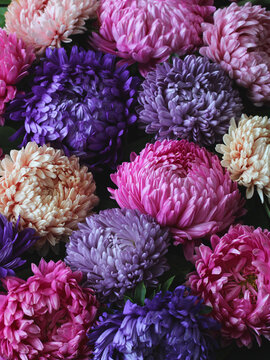 Colorful aster flowers in pink, purple, magenta, peach and white with green leaves, viewed from above, floral background.