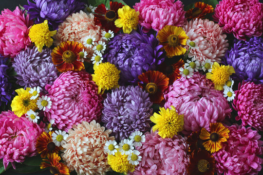 Top view of a vibrant floral background filled with colorful asters daisies, and seasonal flowers, creating a rich natural flower texture.