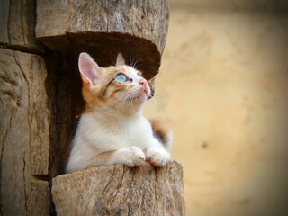A cute cat  © قْبعّة القشًّْ FF