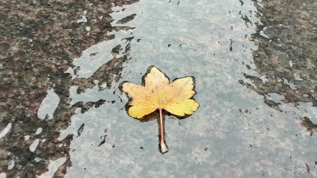 Yellow Autumn Maple Leaf Lying on Wet Stone Pavement