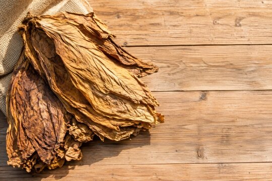 Dried tobacco leaves stacked in natural burlap sack on rustic wooden surface, artisanal cigar production close-up, warm golden lighting, premium craftsmanship