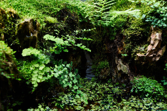 Shaded rocky gorge with lush green ferns, mossy stones, ivy growth, and small clear water pool reflecting dark forest light
