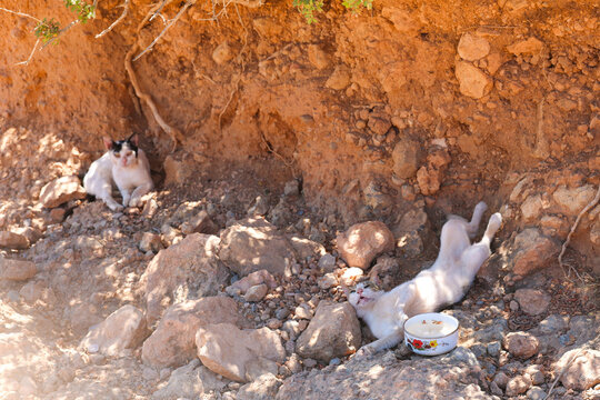 Two cats rest in the shade of intense heat in Greece.