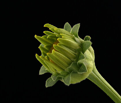 green flower bud