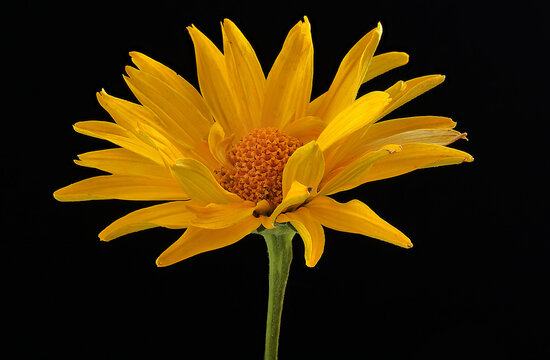 A yellow flower in bloom