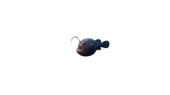 Deep sea anglerfish with glowing bioluminescent lure, predatory black monkfish swimming, mysterious marine creature isolated PNG with Transparent Background