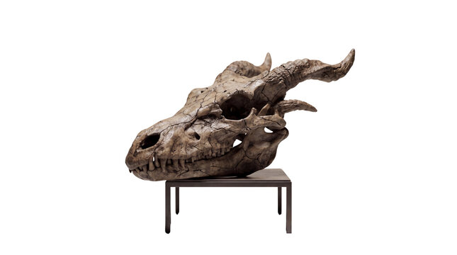 Ancient dragon skull fossil on museum display table, prehistoric creature head bone specimen, weathered mythical beast remains for fantasy decor isolated PNG with Transparent Background