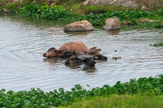 Hippopotamus group resting in calm river water beside rocks and green aquatic plant, creating peaceful African wildlife scene with gentle ripples and natural habitat