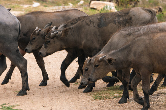 African forest buffalo herd walking along dusty path with alert expressions and dark coats in natural wildlife habitat