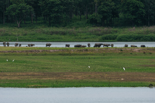 Water buffalo wetland grassland forest wildlife, Water buffalo wetland grassland forest wildlife