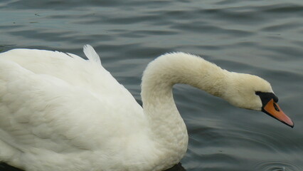 White mute swan swimming in calm dark water, close up profile view © Daria