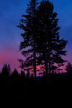 Tall Pine Trees on Mount Marathon at sunrise in Seward, Alaska, with pink clouds in the blue sky, and mountain peaks in silhouette at Kenai Fjords National Park, USA