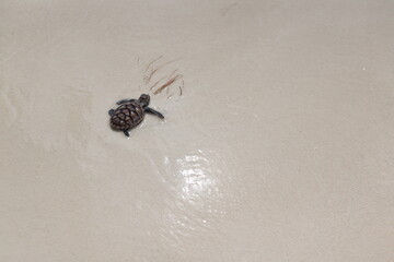 releasing baby turtle on the beach © Wherearedi