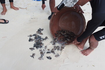 releasing baby turtle on the beach © Wherearedi