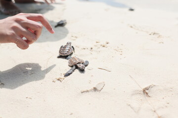 releasing baby turtle on the beach © Wherearedi