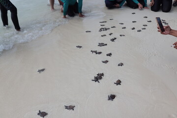 releasing baby turtle on the beach © Wherearedi