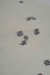 releasing baby turtle on the beach © Wherearedi