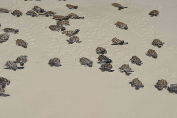 releasing baby turtle on the beach © Wherearedi