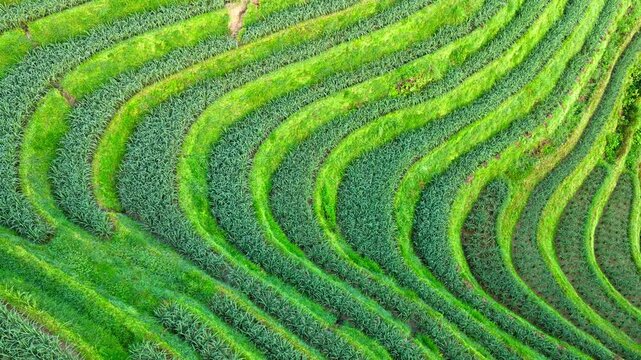 High-angle aerial view of lush green terraced fields in Longji, showcasing curved agricultural rows and bright daytime sunlight.