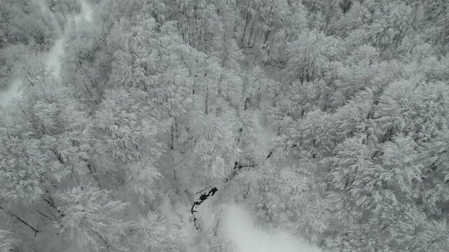 Aerial Top Down View of Snow Covered Forest Canopy with Hoarfrost Frosty Trees on Mountain Slope in Winter